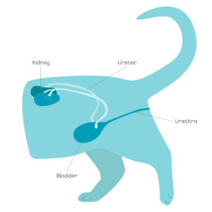 Acute kidney disease in cats