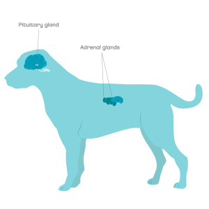 Cushings syndrome dog 1