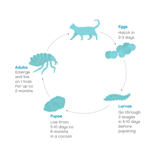 Fleas in cats. Image of flea lifecycle. 