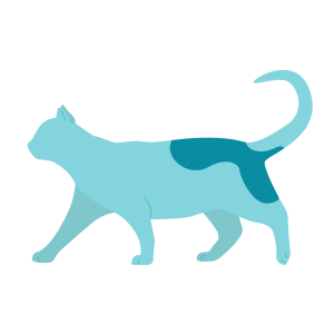 Fleas in cats. Areas of body affected by fleas. 