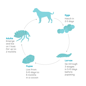 Fleas in dogs. Lifecycle of a flea. 